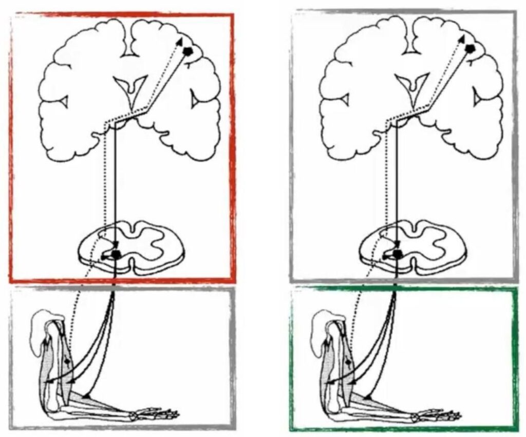 La fatica neuromuscolare nel ciclismo